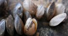 Invasive mussels may halt Asian carp spread
