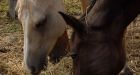 Deadly horse virus reappears in N.S.