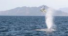 Whale snot, bat sex win IgNobel spoof prizes