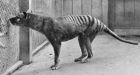 Can scientists find missing species?