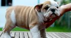 Missing English bulldog pups found in duffel bag