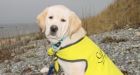 Guide dog dragged along B.C. train platform