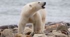 Feds putting price tag on 'iconic' polar bears