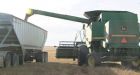 Friends, family harvest rescued Alberta farmer's crop