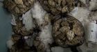 B.C. oysters, mussels could contain paralytic toxin