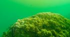 Toxic algae rapidly kills coral