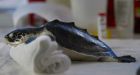 Dead animals are Exhibit A in Gulf investigation