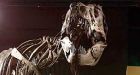 T. rex was a cannibal