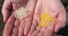 Golden Rice may be a golden opportunity
