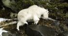 Mountain goat 'kills hiker' in Olympic National Park
