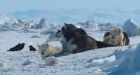 Inuit dog killings no conspiracy: report