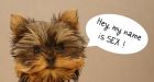Man arrested for having sex with puppy