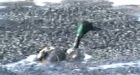 Syncrude to pay $3M penalty for duck deaths