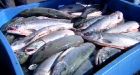 Cohen salmon inquiry opens in Vancouver