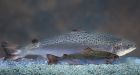 Making sense of 'Frankenfish'
