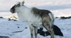 Caribou concerns arise at Winnipeg workshop