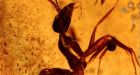Ancient bugs found in 50-million-year-old Indian amber