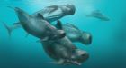 'Balloon head' dolphin discovered