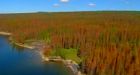 Weather, tree removal beating back pine beetle