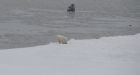 Late Hudson Bay ice imperils polar bears