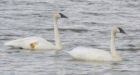 Rare swans make Quebec mine home