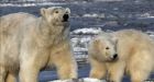 Alaska polar bears given 'critical habitat'