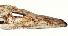 100-million-year-old crocodile species discovered