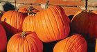 Youths arrested in pumpkin-tossing attack