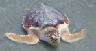 Aquarium rescues dozens of rare sea turtles