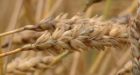 Saskatchewan grower sues wheat board