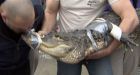 'Big Alice' the alligator makes a big move