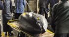 Big tuna fetches record $396,000 in Tokyo