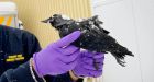 Dozens of dead birds baffle officials in Sweden