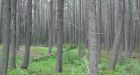 Sask. chopping pine trees to save forest