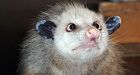 Cross-eyed opossum finds Internet fame