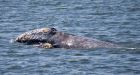 Rare western Pacific grey whale continues east, south, from Russia waters toward Alaska