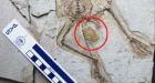 Fossil female pterosaur found with preserved egg