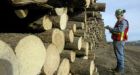 Canada loses round in softwood lumber spat