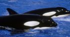 Experts find killer whales return for cache of food days after the kill