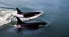 An unprecedented insight into killer whale behavior