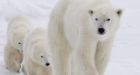 Polar bears likely to have tough year: expert