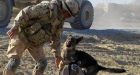Dogs save lives by detecting IEDs