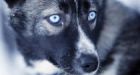 Whistler employee told to shoot 70 sled dogs in post-Olympic cull