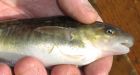 Hudson River Fish Evolve Toxic PCB Immunity