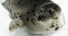 Animal-rights groups ready their cameras for Canadian seal hunt