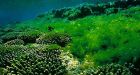 Warming could spur toxic algae in seas