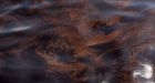 Gulf spill's effects 'may not be seen for a decade'