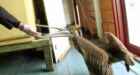 The pelican grief: An American bird's exile in Canada