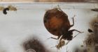 Winnipeg landlord bakes bedbugs dead