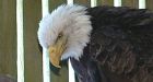 Bald eagles starving on West Coast
